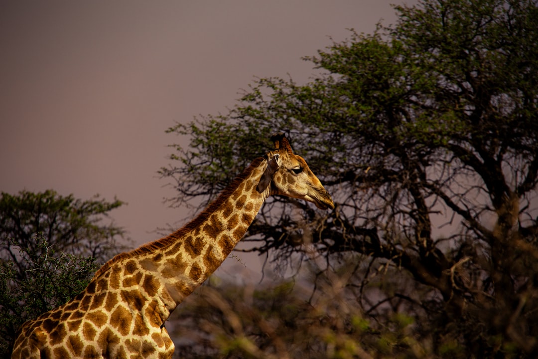 Photo Gentle giant